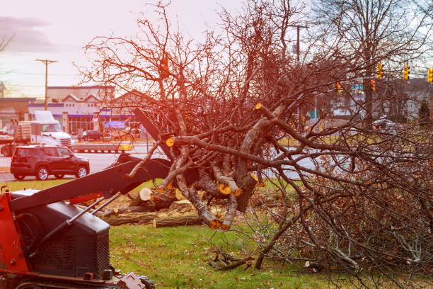 Professional Tree Removal Services in Tinley Park, IL