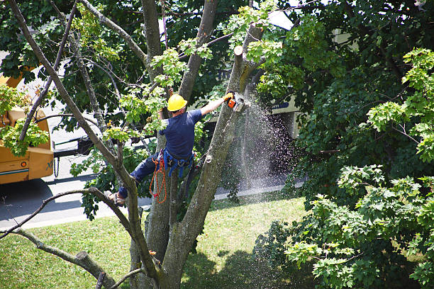 Best Residential Tree Removal  in Tinley Park, IL